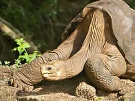 thumb galapagos in february - giant tortoise eggs are hatchingtortoise