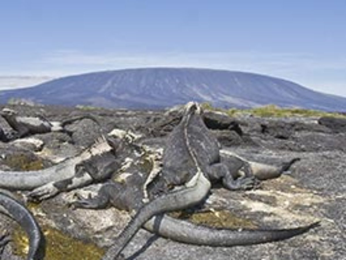 Fernandina Island Galapagos - A Complete Guide For Visitors