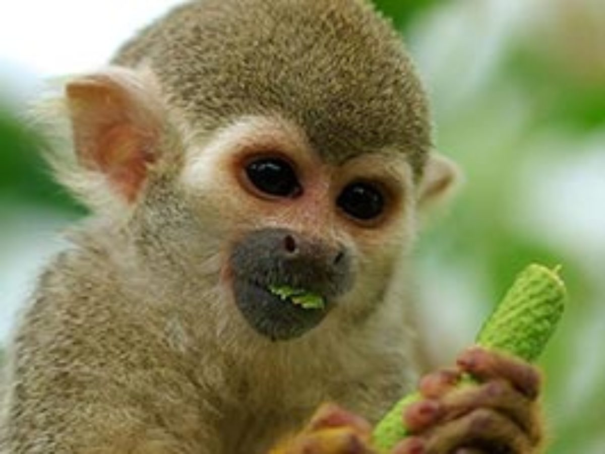 Monkeys of Ecuador's Amazon Rainforest – Happy Gringo Travel