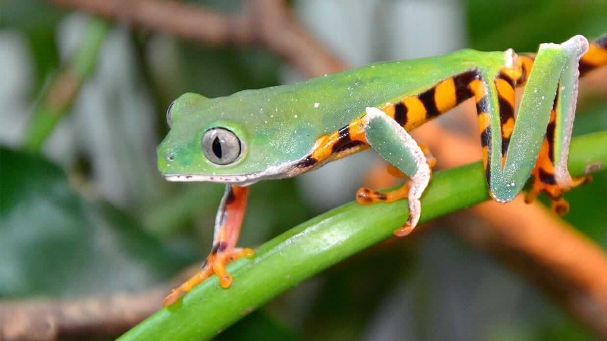 Ecuador Regenwaldfrosch mit großer grüner und orange Tarnung