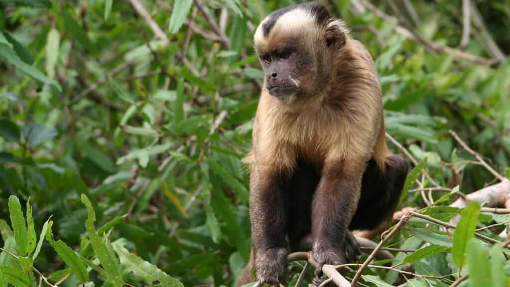 Amazon monkey species - A brown and white tufted capuchin monkey in Ecuador