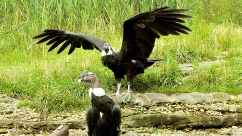 andean condor ecuador - an adult spreads his wings while another condor looks on
