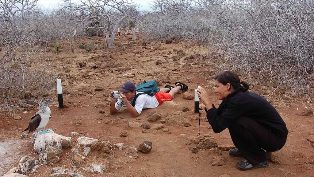 two tourists taking photograph of blue footed booby at galapagos