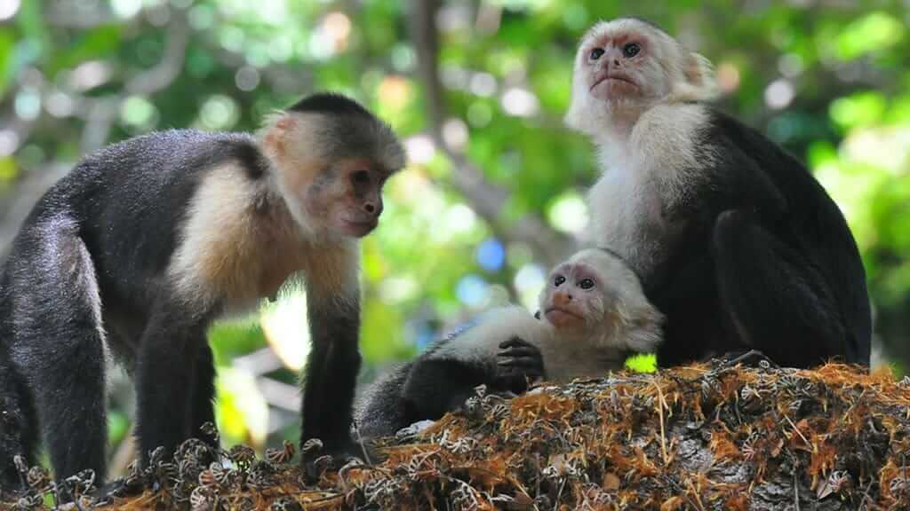 Ecuador-Affen - eine Familie von Kapuzineraffen mit weißem Kopf