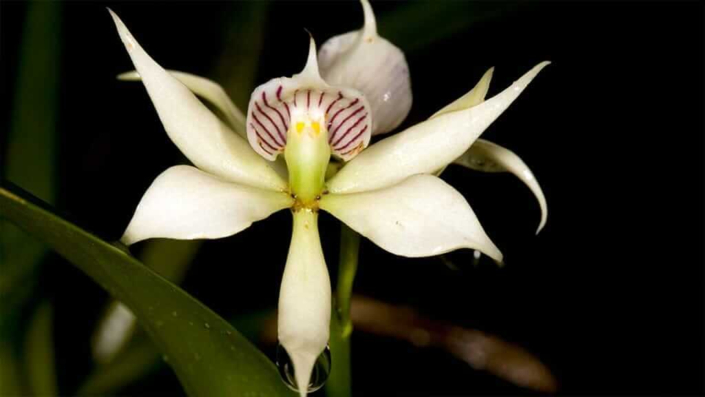 eine hübsche weiße Orchidee mit roten Streifen im Nebelwald Ecuador