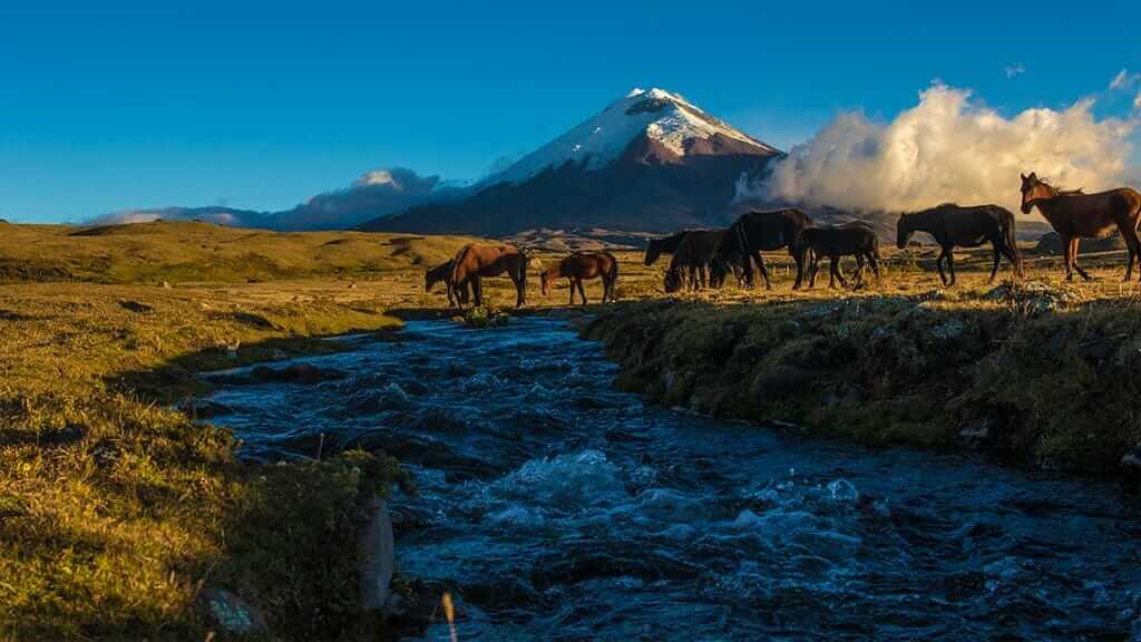 wild horses in cotopaxi national park