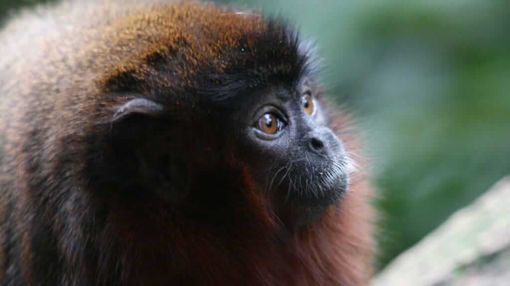 Face of a yellow handed titi monkey in the amazon rainforest