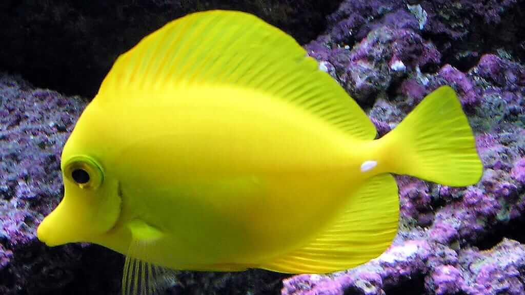 Galapagos fish - an unmistakable yellow tang swims at the reef