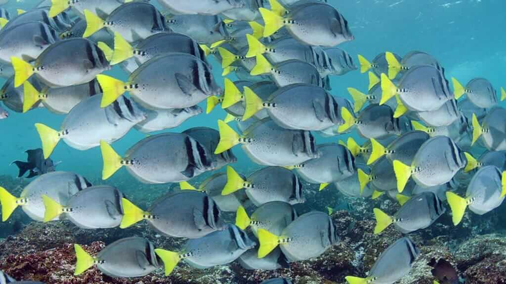 Yellowtail Surgeonfish swim in a shoal together at Galapagos islands