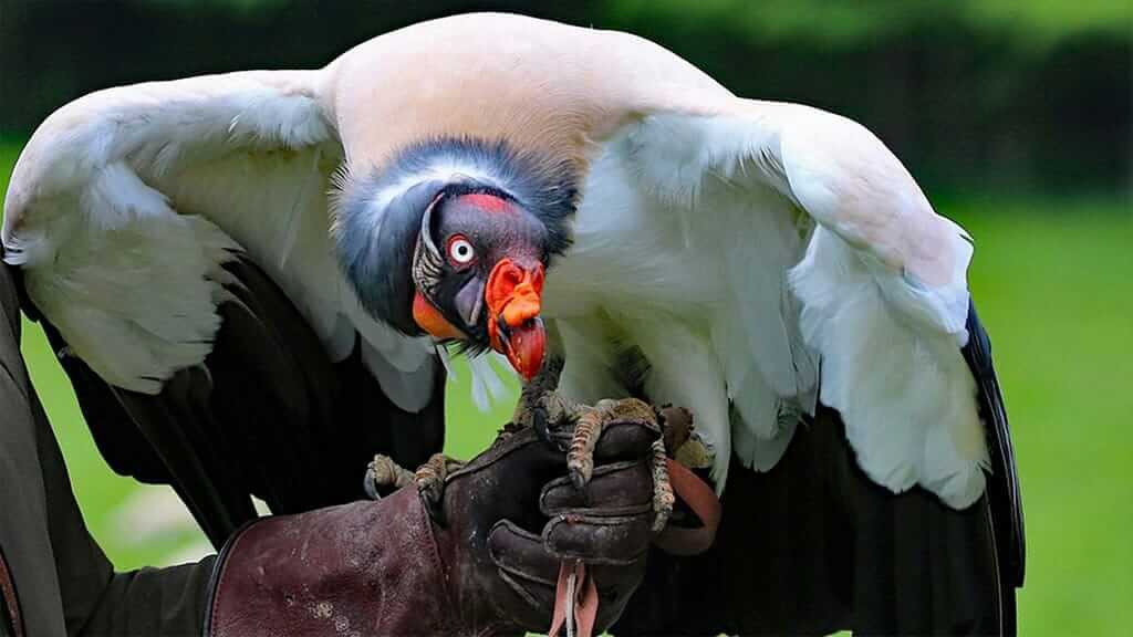 Ecuador condor vogel zittend op trainers hand