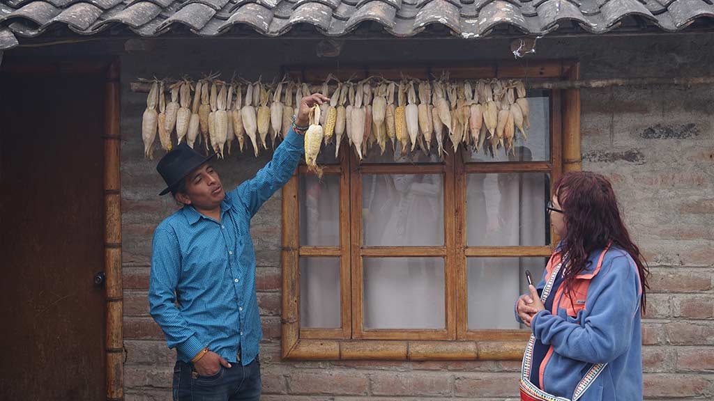 otavalo indian explaining corn traditions to tourist