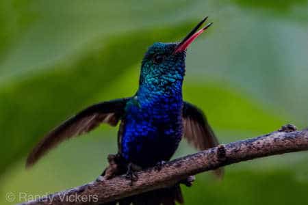 colorful blue hummingbird with red beak southern Ecuador