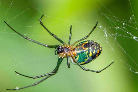 Ecuador-fotografietour - macrobeeld van een kleurrijke spin