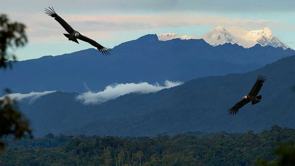 a large andean condor in ecuador shows off his white fur neck collar and sharp beak