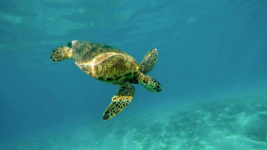 Galapagos green sea turtle swimming alone under clear blue water at Marchena island