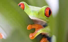 ecuador amazon rainforest information - green frog with orange eyes