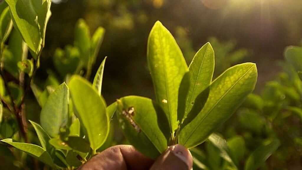 Coca plant leaves have medicinal properties