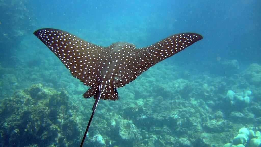 Galapagos spotted eagle ray swimming gracefully