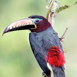 ecuador-birding-tour amazon-&-cloudforest aracari bird