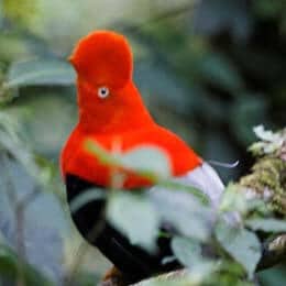 bunter schwarzer und roter Andenhahn des Felsens auf ecuador Schoko-Vogelbeobachtungstour