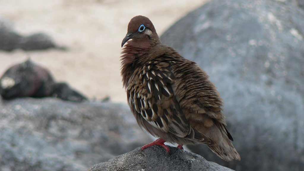 galapagos dove fluffing out his feathers sitting on a rock