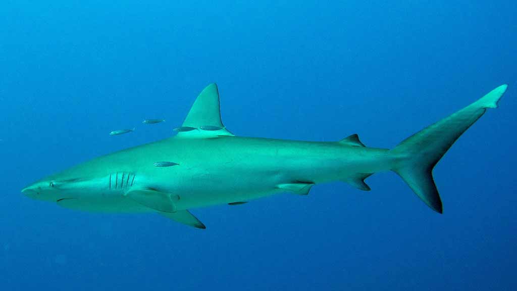 Ein Galapagos-Hai kreuzt den Ozean
