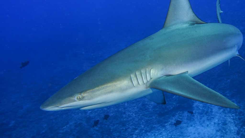 galapagos shark close up 