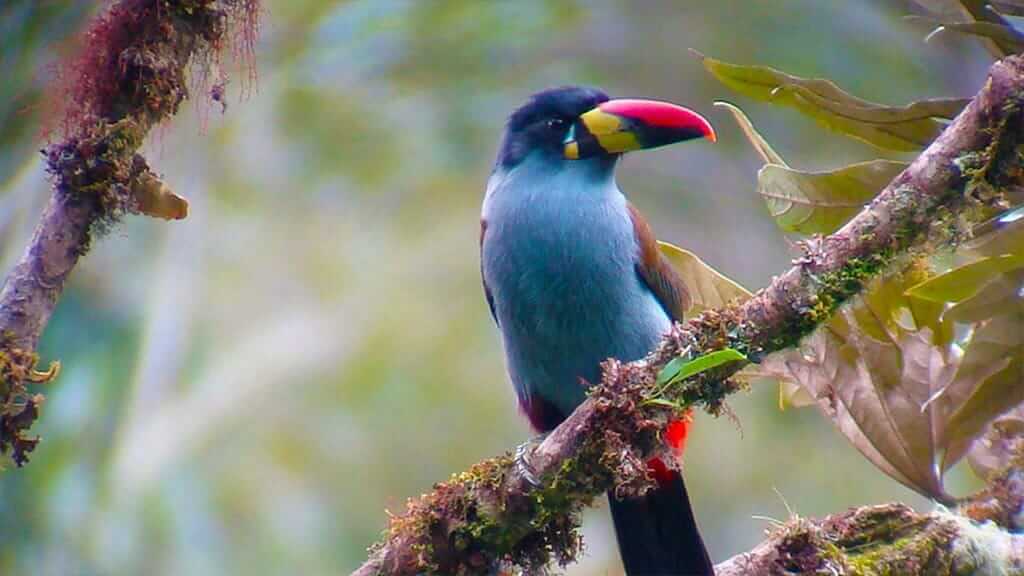 bergtoekanvogel met grijze borst bij guango lodge, ecuador