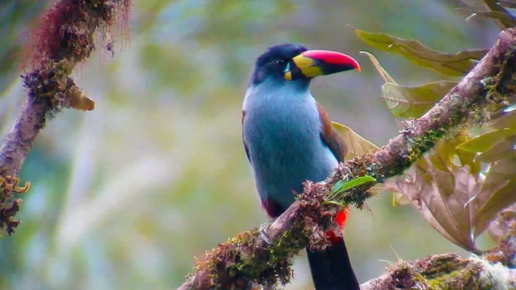 grey breasted mountain toucan bird at guango lodge ecuador