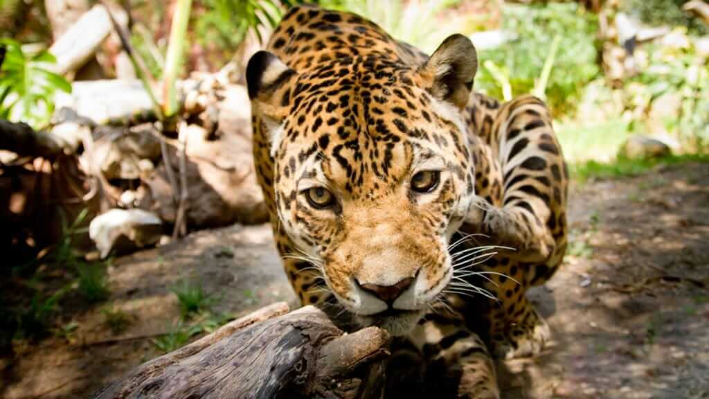 Ecuador selva amazónica jaguar sentado en el bosque