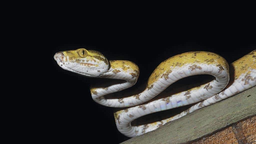 Jamu Regenwald Lodge Cuyabeno - Schlange während eines nächtlichen Spaziergangs zusammengerollt