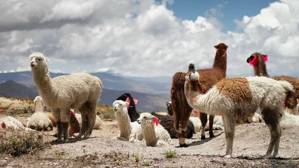 A group of llamas stand together - Peru