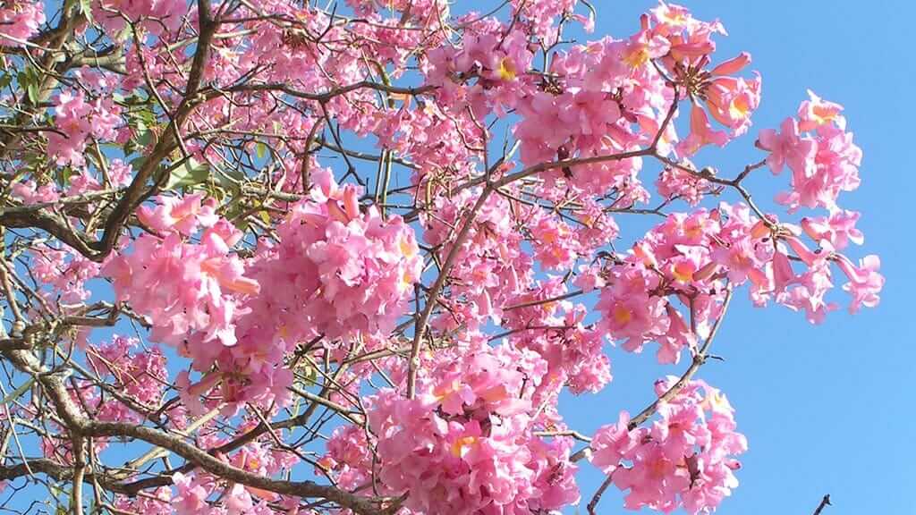pink Lapacho tree blossom for ecuador medicinal uses