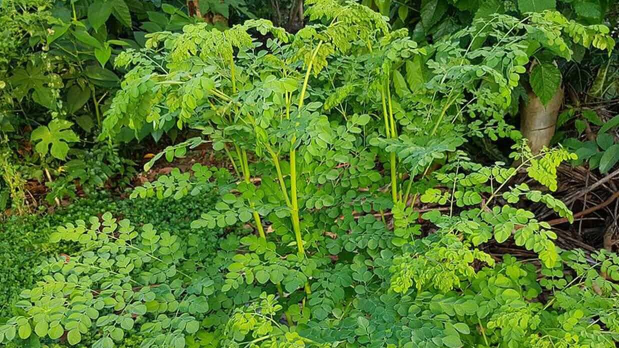 medicinal plants of ecuador moringa plant superfood