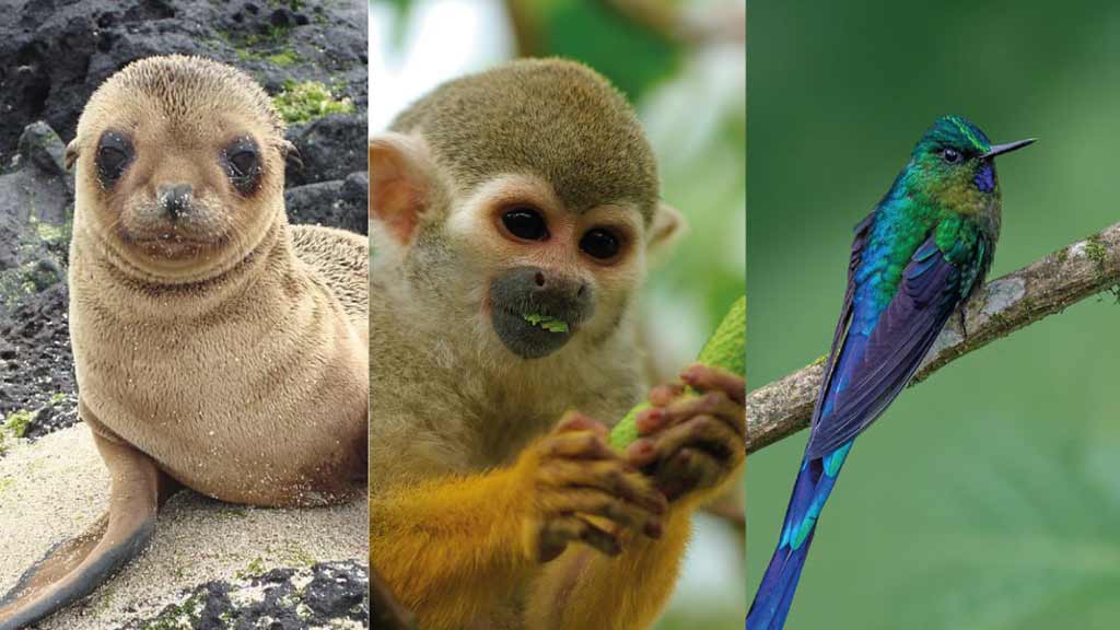 the perfect ecuador vacation - sea lion, monkey and hummingbird
