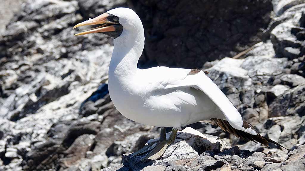 nazca booby bird sitting on rocks at Galapagos