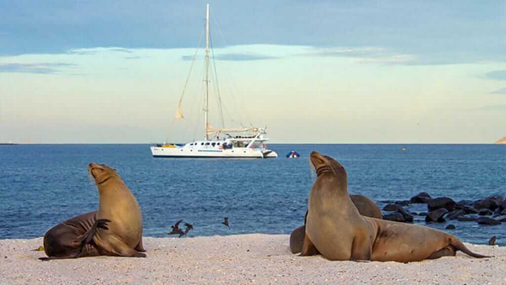 Galapagos sea lions preening on the galapagos beach with yacht in background