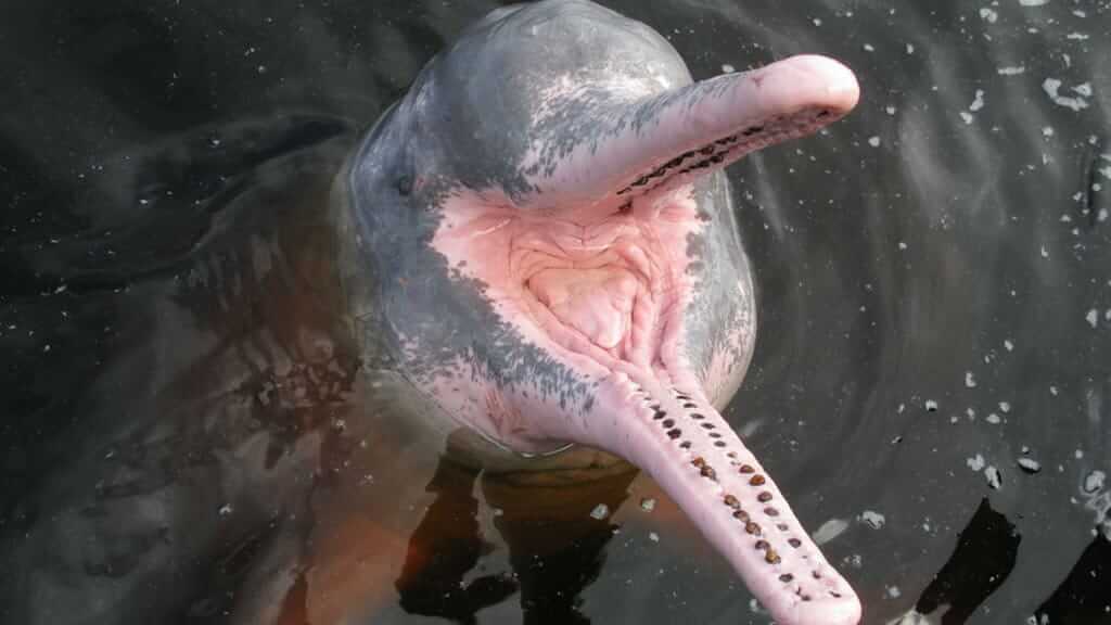 closeup of pink freshwater dolphin at piranha lodge ecuador