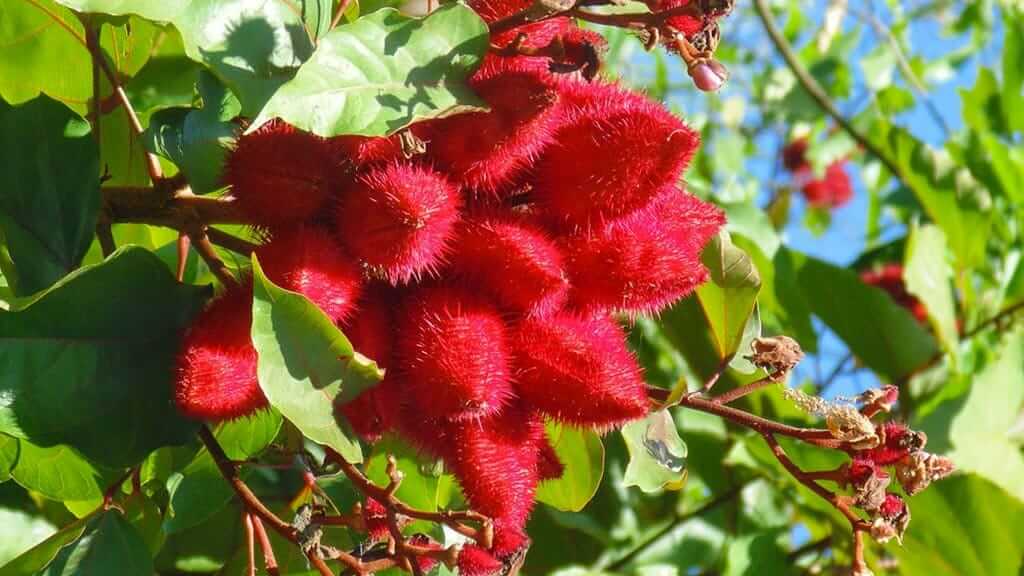 ecuador medicinal plants red achiote pods on a tree