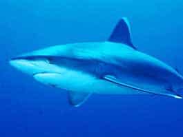 a large galapagos shark