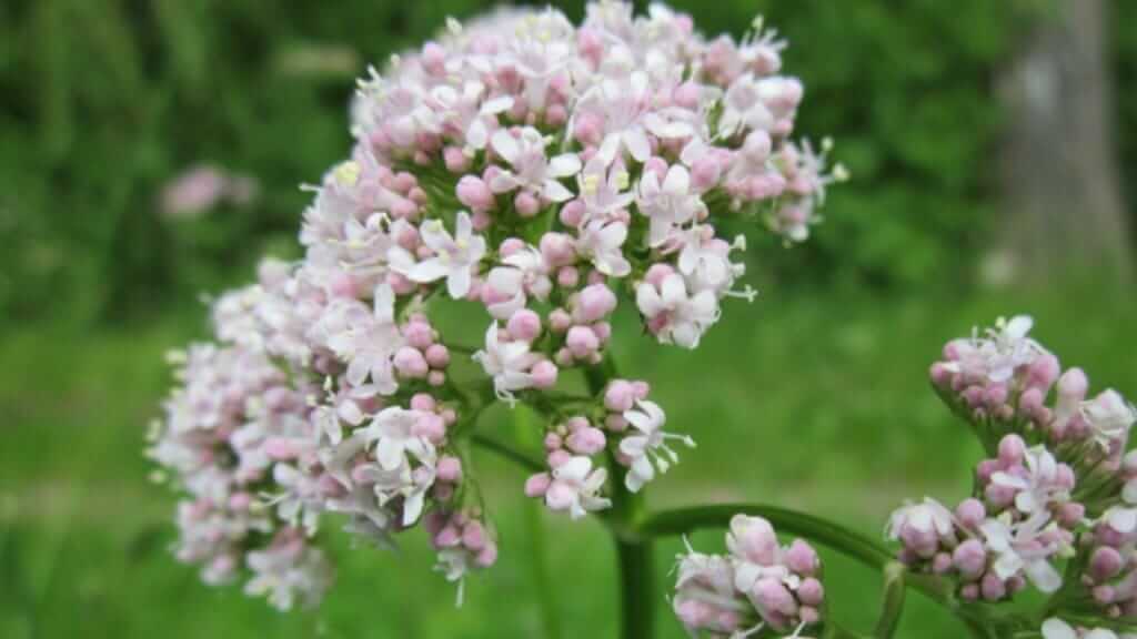 medicinal plants in ecuador - valerian flowers help you to relax