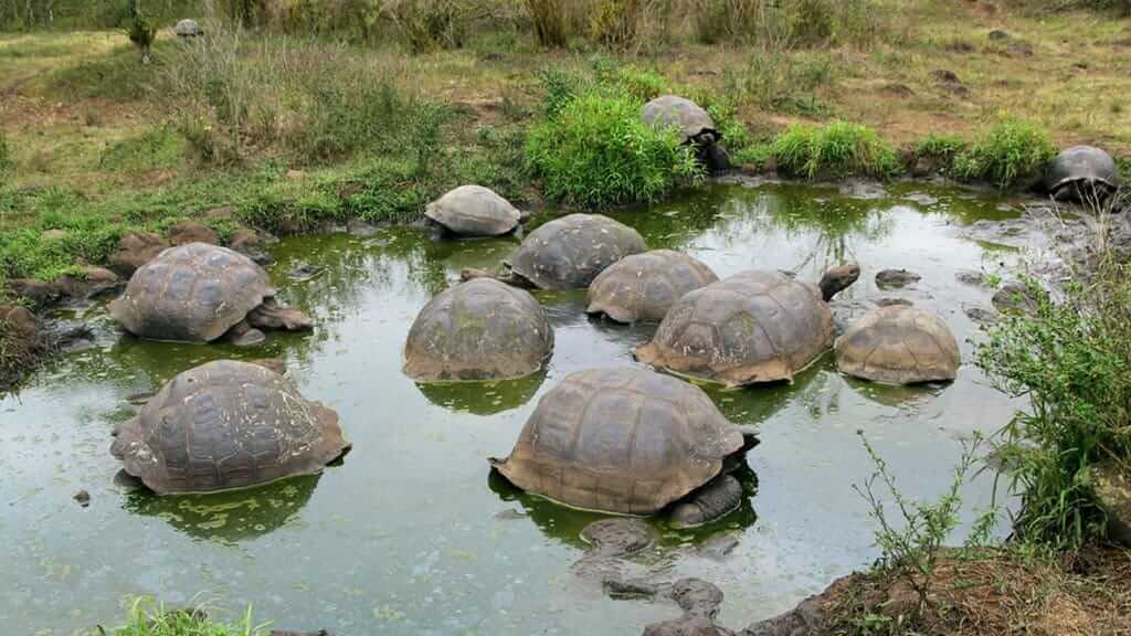 group of giant galapagos islands tortoises in a mud pool at el chato reserve on santa cruz island