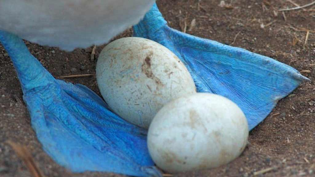 blaufüßiger Tölpel auf Galapagos, der zwei Eier zwischen großen blauen Füßen schützt