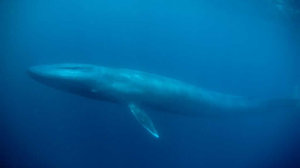 Galapagos whale watching - a lone blue whale spotted by a diver underwater