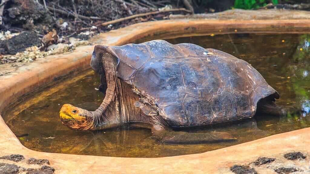 a giant tortoise wallowing in a water hole at the galapagos charles darwin station