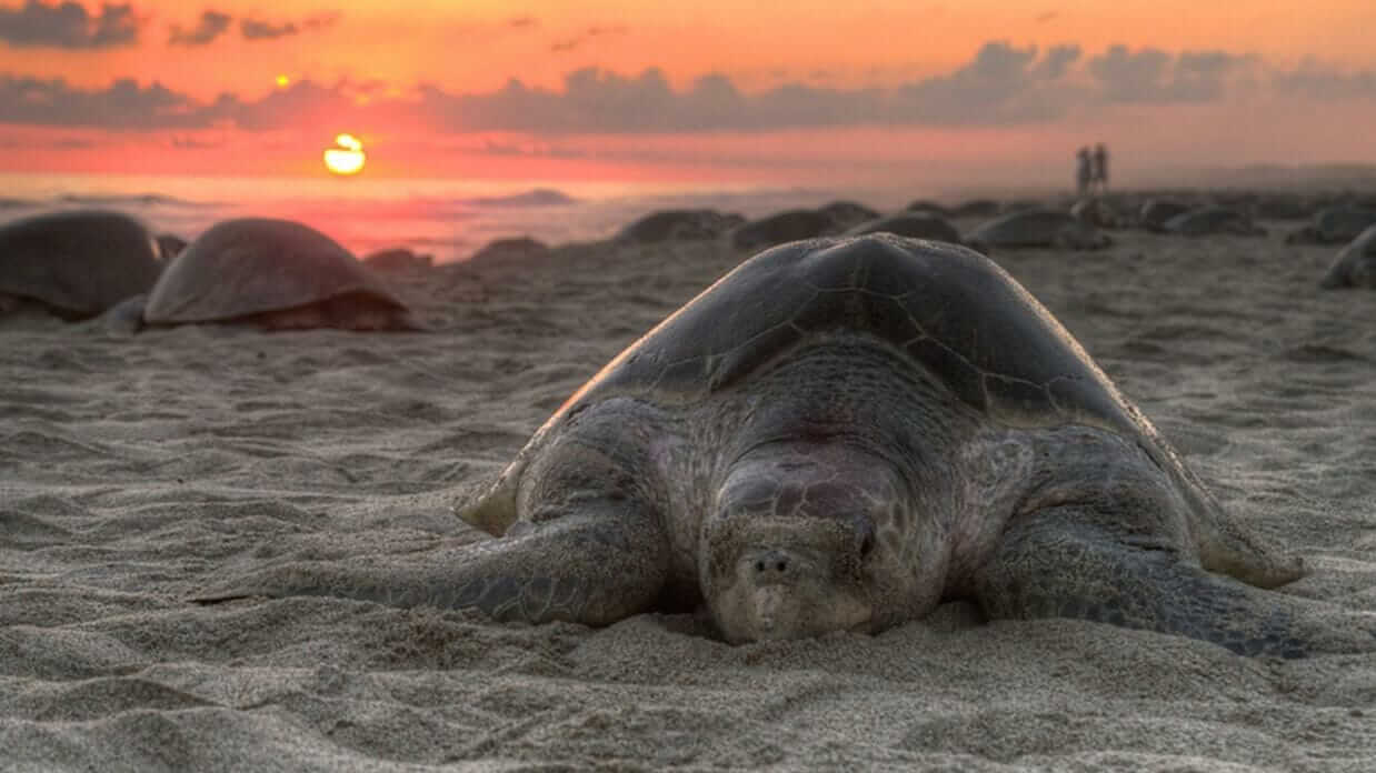 galapagos conservation - protection of sea turtles