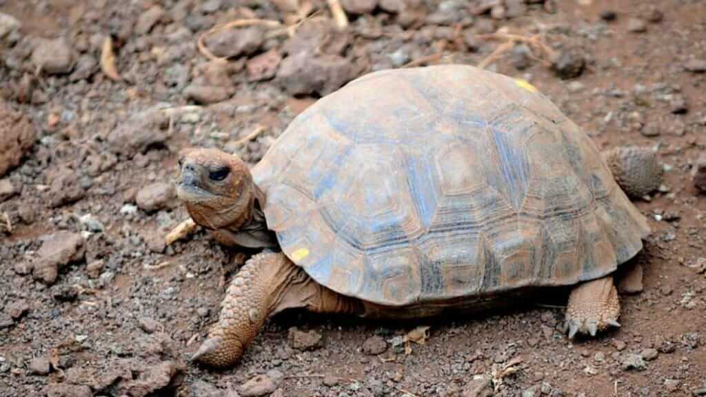 juvenile giant tortoise at isabela breeding center galapagos