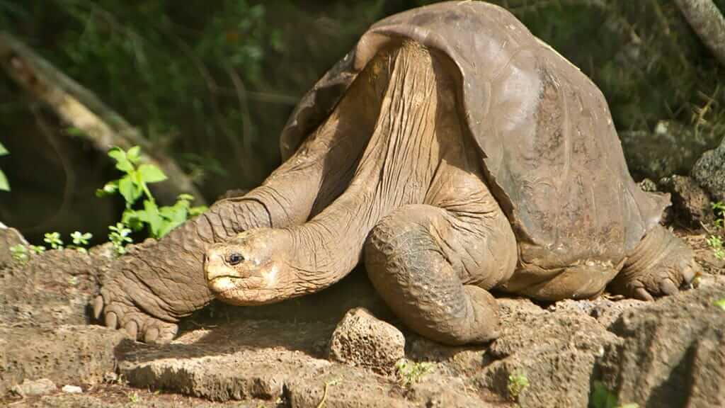 a giant galapagos tortoise resting with long neck stretched out