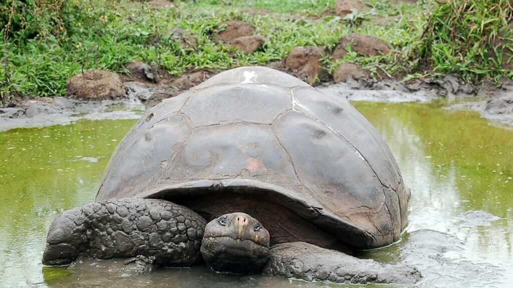 Riesen-Galapagos-Schildkröte, die glücklich aussieht, als er sich in einem Schlammbecken im El Chato Reserve Santa Cruz wälzt
