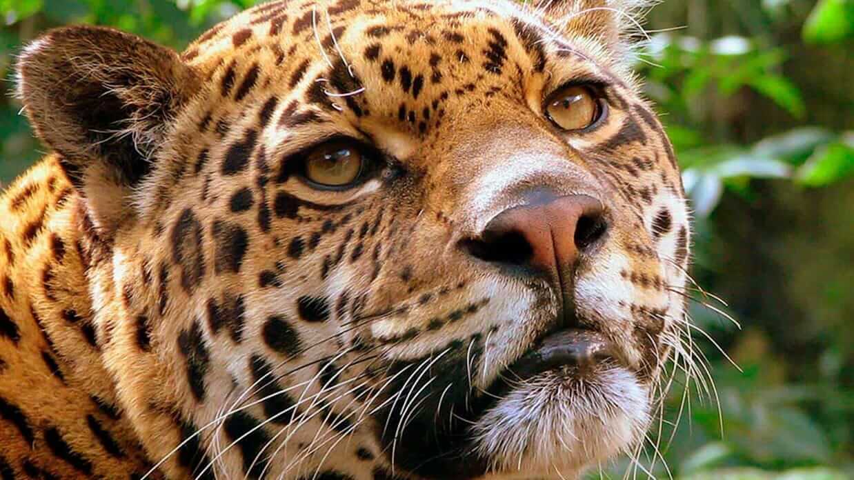 face closeup of ecuador rainforest jaguar